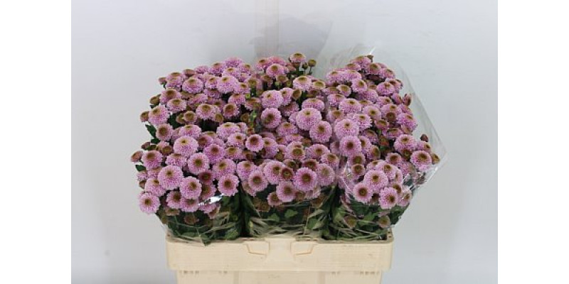 Chrysanthemums S Aaa Doria Pink 55cm A1 Col-Pink