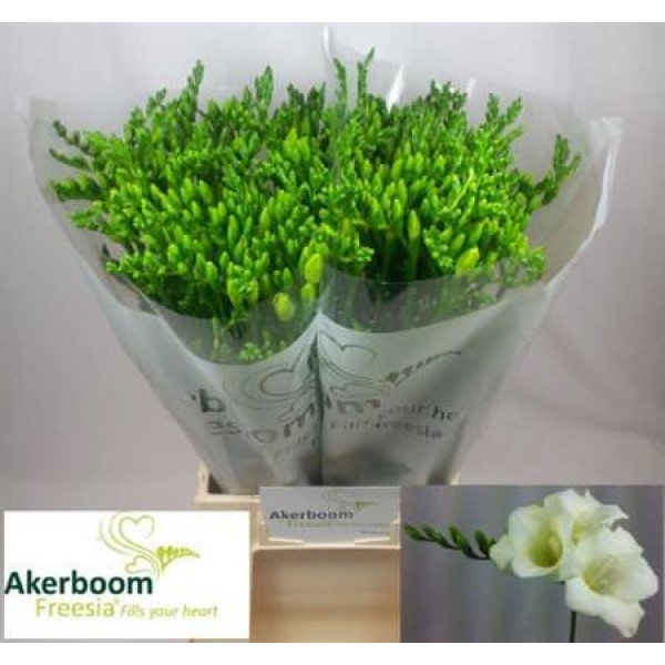 Freesias En Wonderfu White 50cm A1