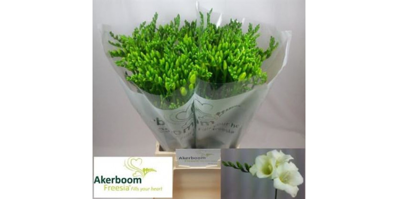 Freesias En Wonderfu White 50cm A1