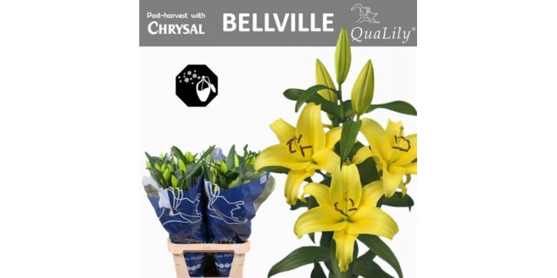 Lillys Or Bellville 4Plus 95cm A1