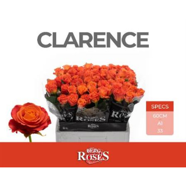 Rose Gr Clarence?+ 55cm  Col-Orange