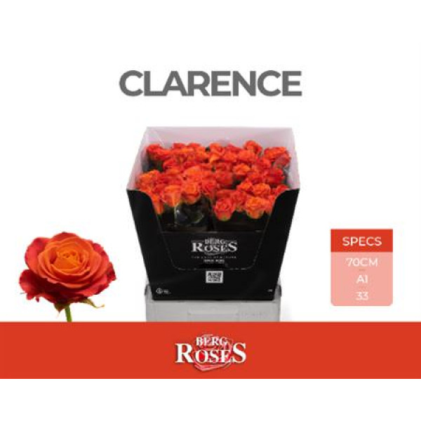 Rose Gr Clarence-plus 70cm A1