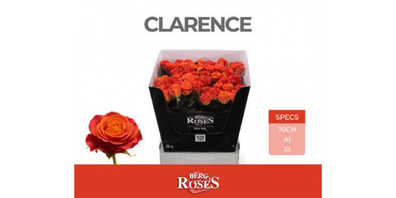 Rose Gr Clarence-plus 70cm A1