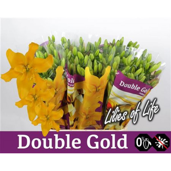 Lillys La Doubble Gold 6Plus 90cm A1