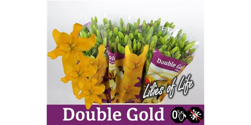 Lillys La Doubble Gold 6Plus 90cm A1