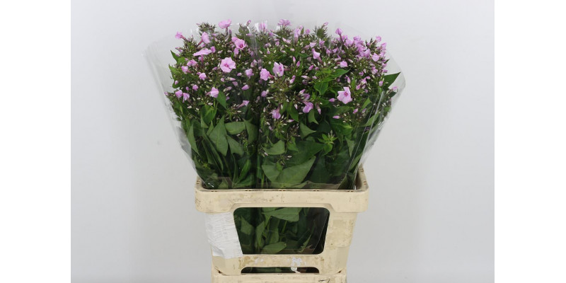 Phlox P Sweet Lexy 65 A1Pink