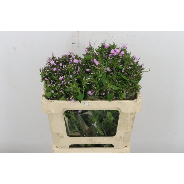 Phlox P Sweet Lexy 50cm A1