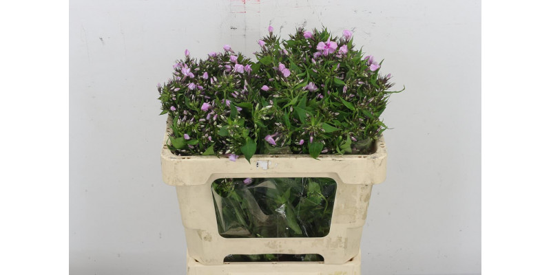 Phlox P Sweet Lexy 50cm A1