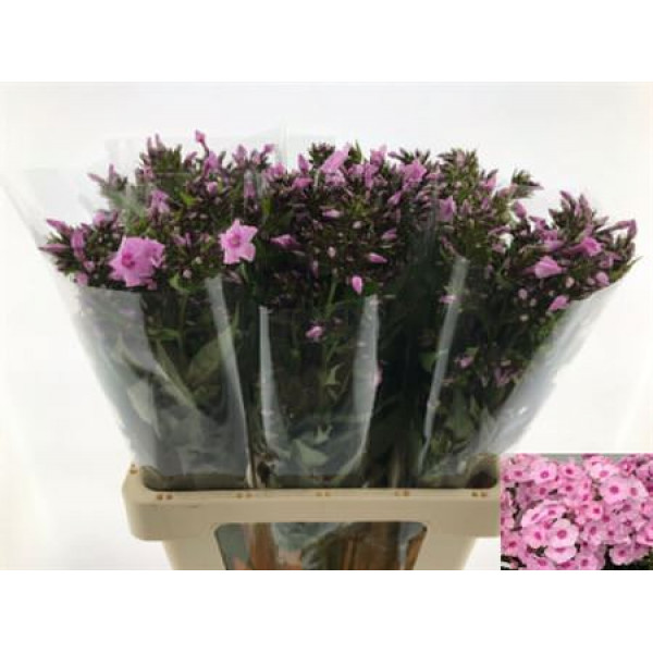 Phlox P Sweet Lexy 65cm A1