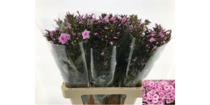 Phlox P Sweet Lexy 65cm A1