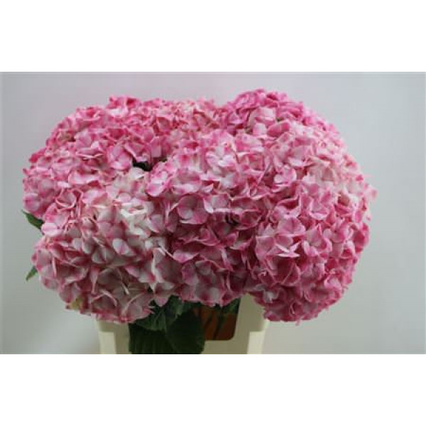 Hydrangea M Marble Pink  60cm A1