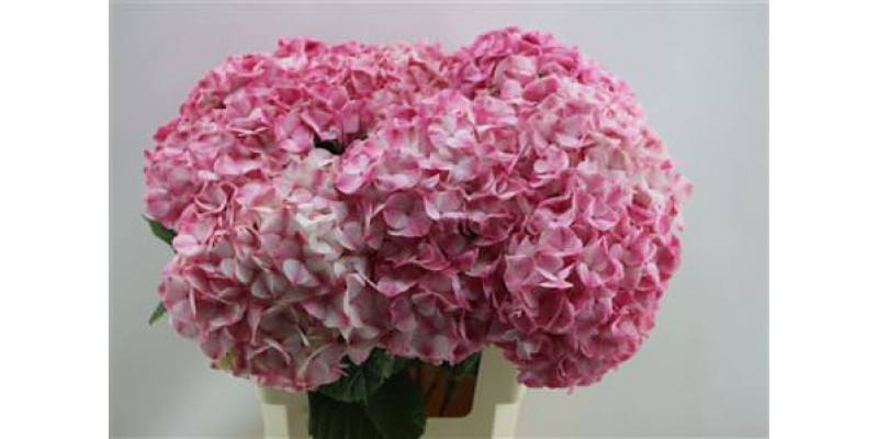 Hydrangea M Marble Pink  60cm A1