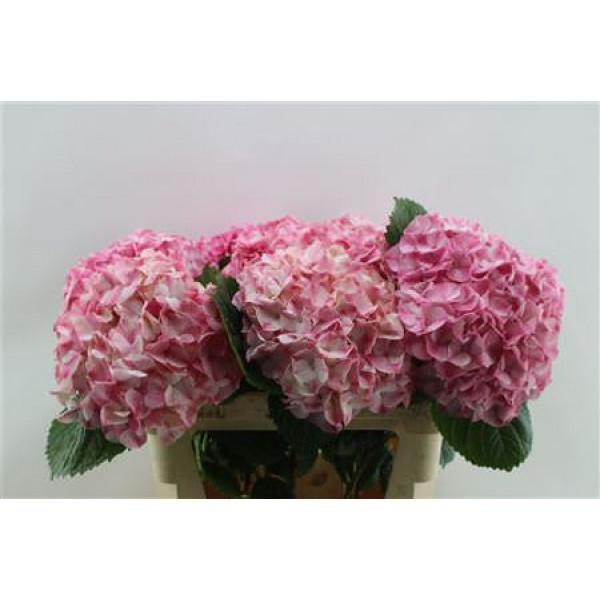 Hydrangea M Marble Pink  80cm A1