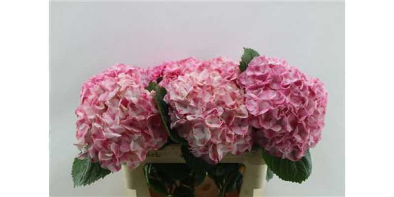 Hydrangea M Marble Pink  80cm A1