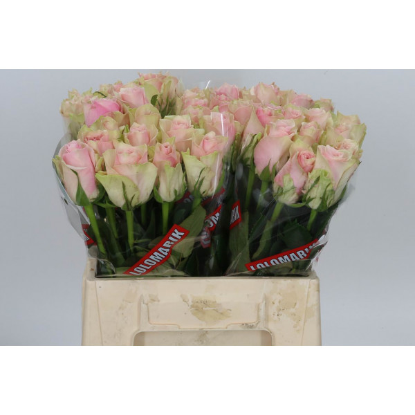 Rose Gr Pink Athena 40cm A1 Col-Pink