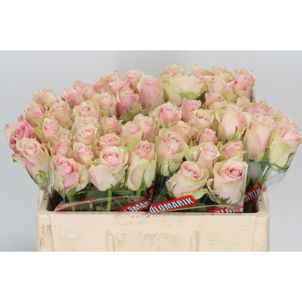 Rose Gr Pink Athena 50cm A1 Col-Pink