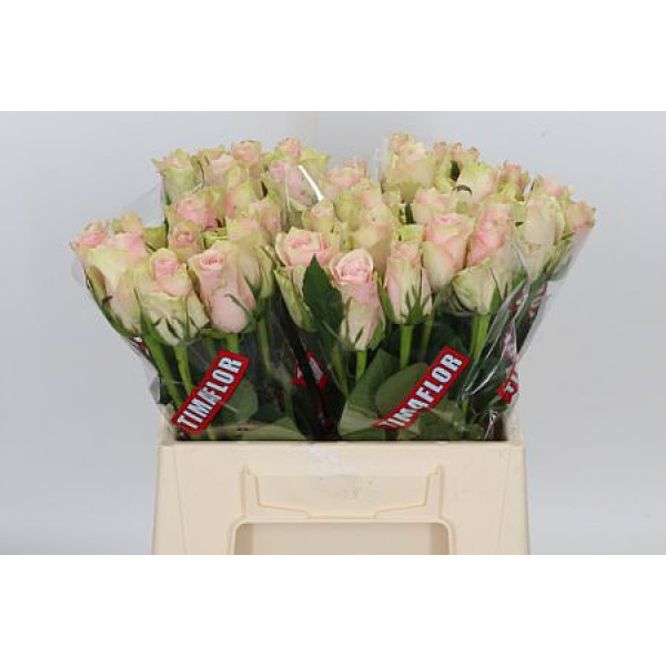 Rose Gr Pink Athena Ex 40cm A1