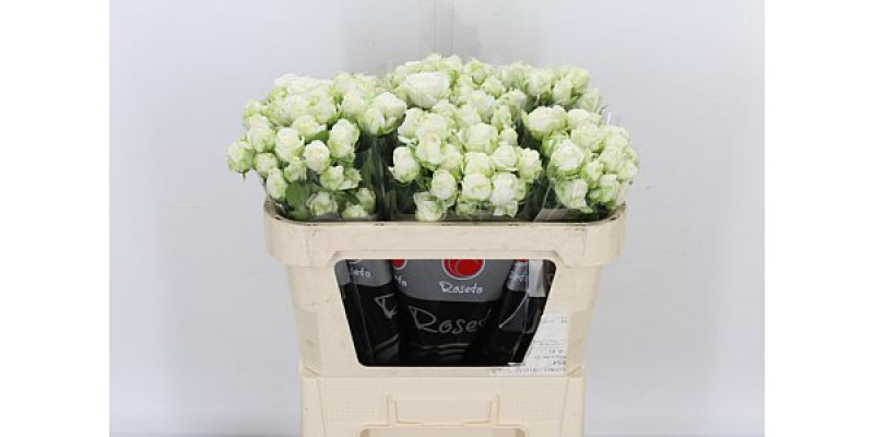 Rose Tr Miss Bombastic Import 70cm A1