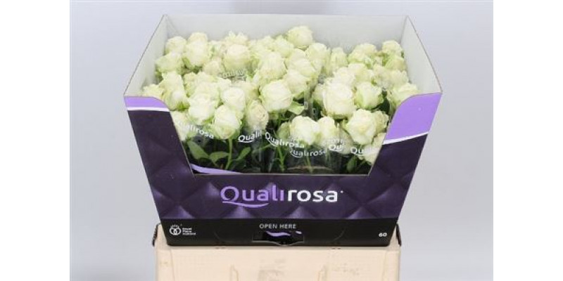 Rose Tr Miss Bombastic Import 60cm A1