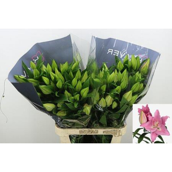 Lillys Or Catemaco 4+ 100 cm A1