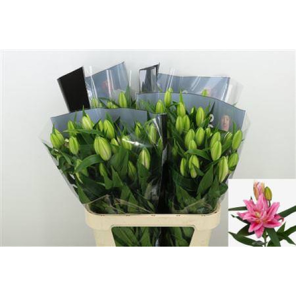 Lillys Or Du Viola 4+ 85 cm A1