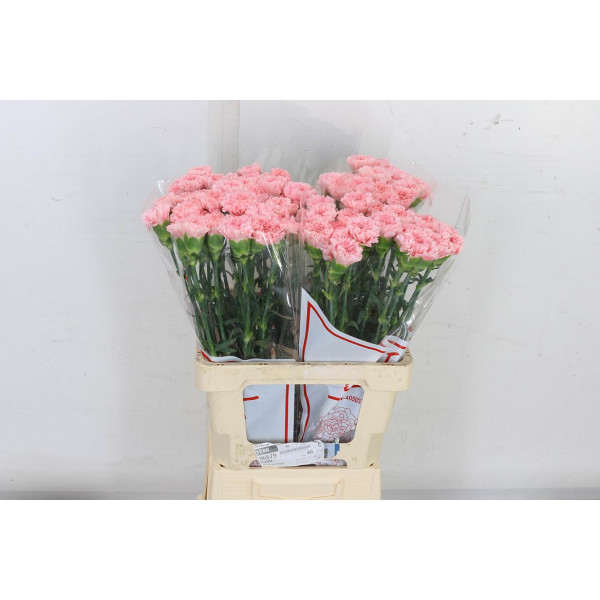 Dianthus St Jodie 65cm A1 Col-Pink