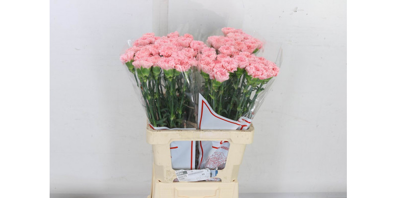 Dianthus St Jodie 65cm A1 Col-Pink