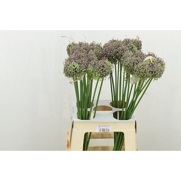 Allium Hairy Friend 65cm A1