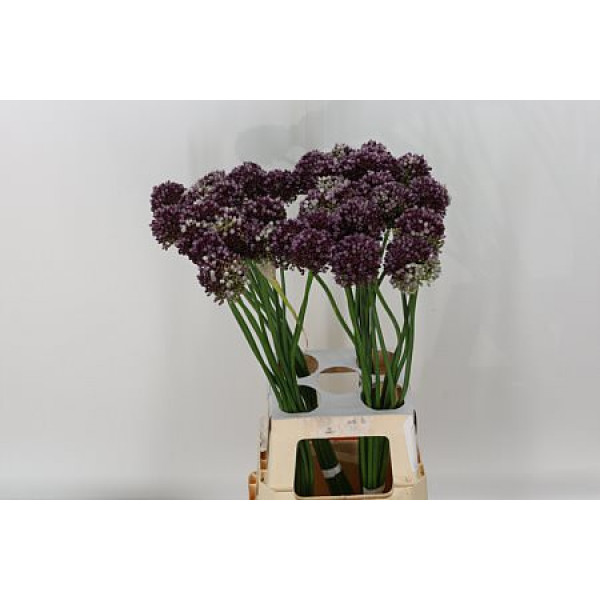 Allium Purple Mystery 75cm A1