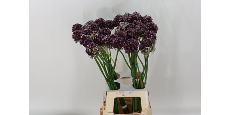 Allium Purple Mystery 75cm A1