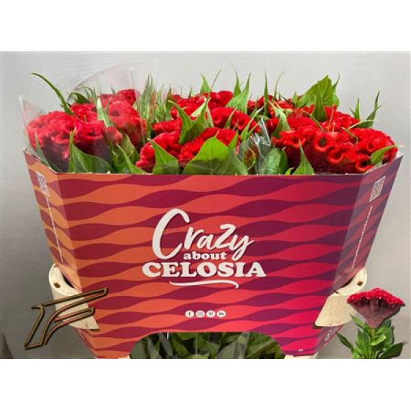 Celosia C Smashing 75cm A1