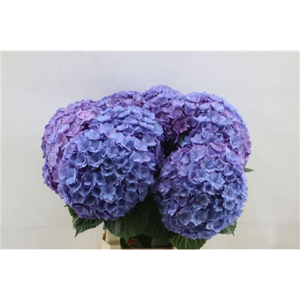 Hydrangea M Adora 60cm 60cm A1