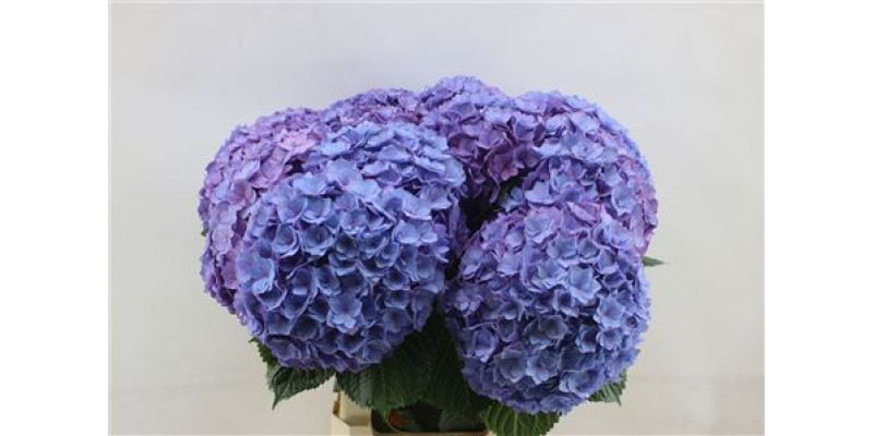 Hydrangea M Adora 60cm 60cm A1