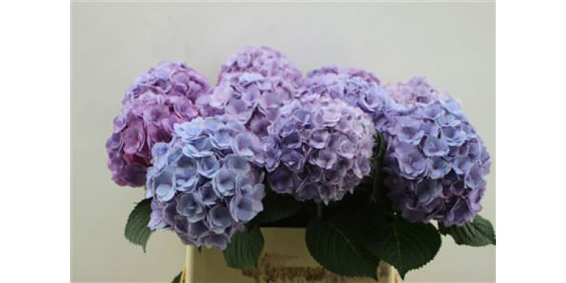 Hydrangea M Adora Milka 80cm 80cm A1