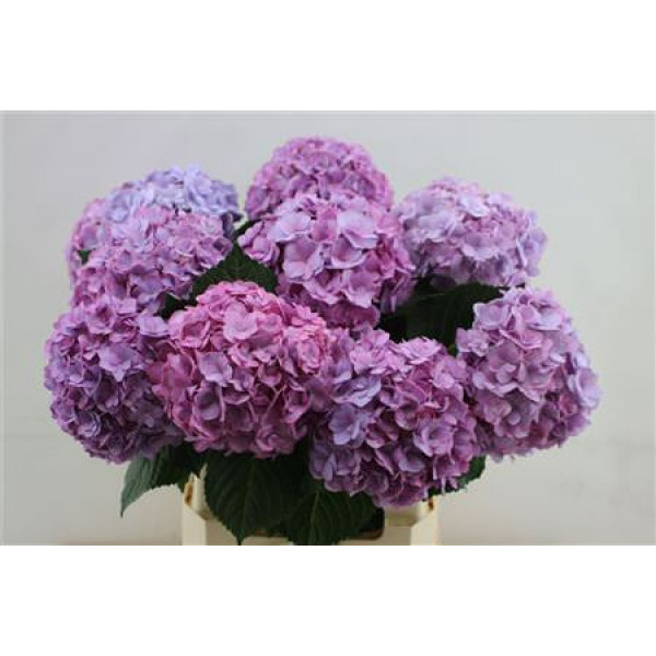 Hydrangea M Adora Lilac 60cm 60cm A1