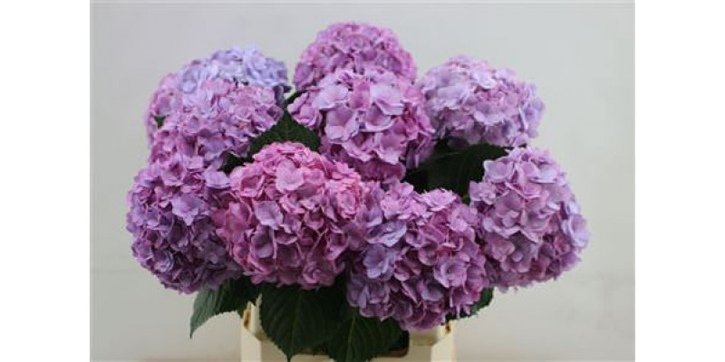 Hydrangea M Adora Lilac 60cm 60cm A1