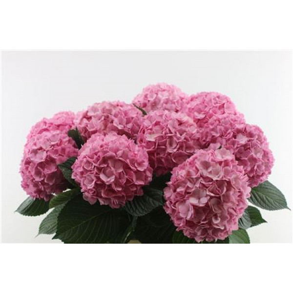 Hydrangea M Adora 22 100cm A1