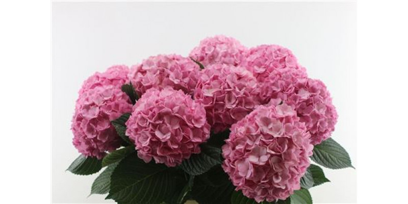 Hydrangea M Adora 22 100cm A1