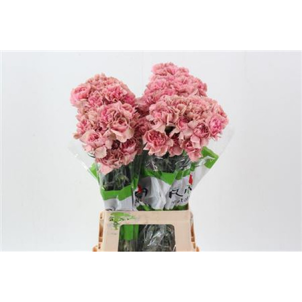 Dianthus St Lady Dayana 70cm A1