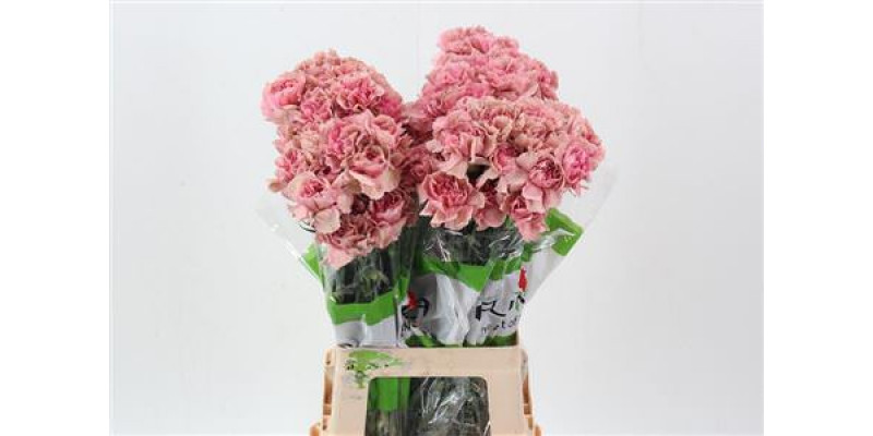 Dianthus St Lady Dayana 70cm A1