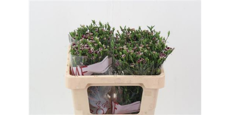 Dianthus Raffin Petit Faye 50cm A1