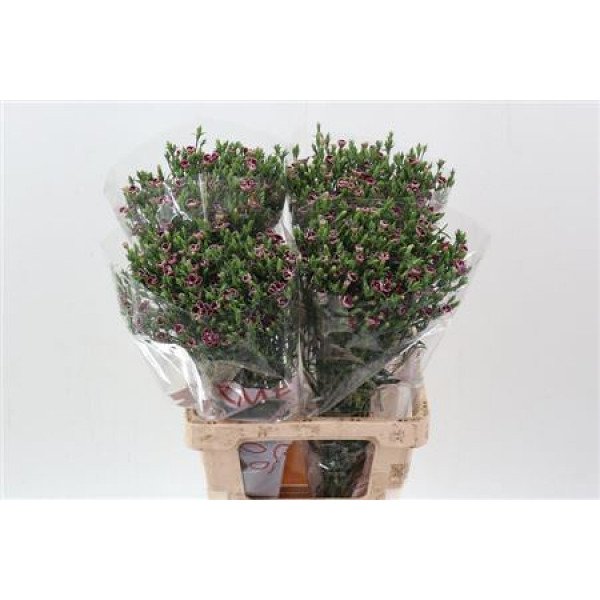 Dianthus Raffin Petit Faye 70cm A1