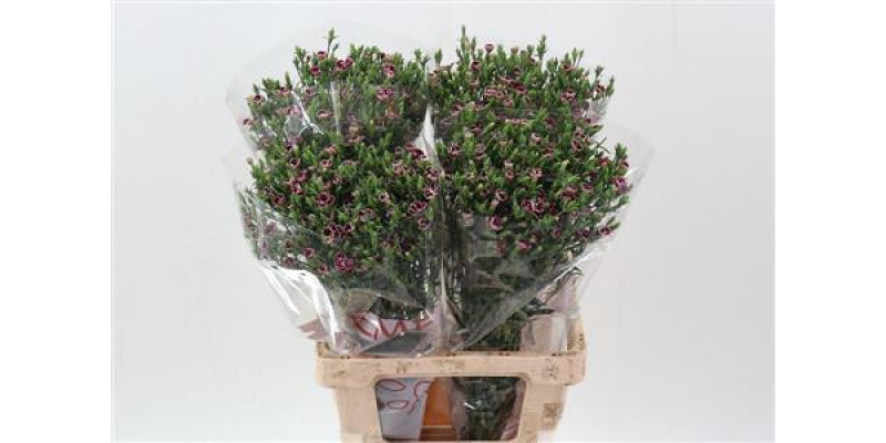 Dianthus Raffin Petit Faye 70cm A1