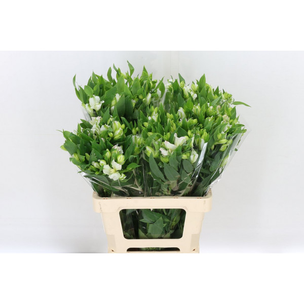 Alstromeria Flor Charmelia White 60cm A1 Col-White