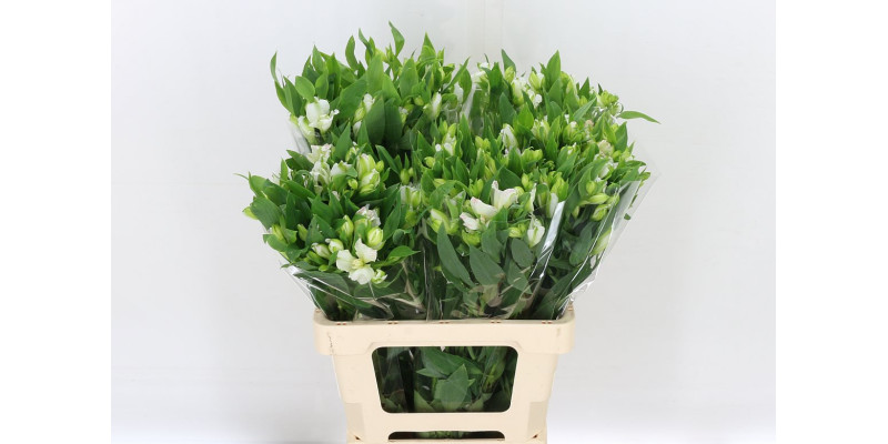 Alstromeria Flor Charmelia White 60cm A1 Col-White