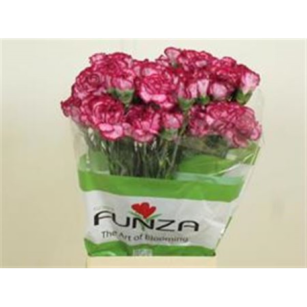 Dianthus St Bacarat Purple 70cm A1 Col-Bicolor