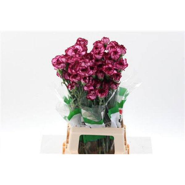 Dianthus St Bacarat Purple 70cm A1