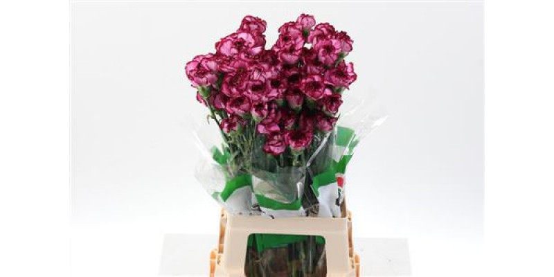 Dianthus St Bacarat Purple 70cm A1