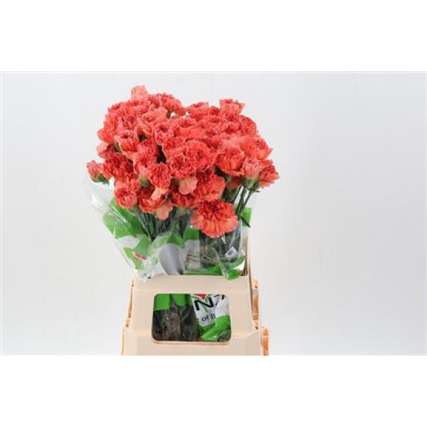 Dianthus St Mandarin 70cm A1