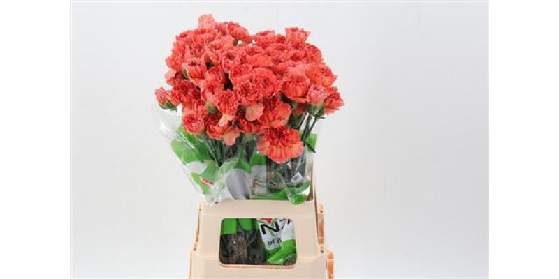 Dianthus St Mandarin 70cm A1